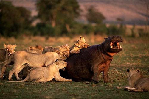 Doğanın vahşileri böyle avlanıyor! - Resim: 2
