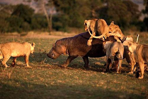 Doğanın vahşileri böyle avlanıyor! - Resim: 3