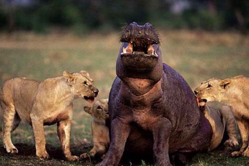 Doğanın vahşileri böyle avlanıyor! - Resim: 4