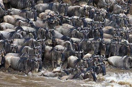 Timsah öyle bir pusu kurdu ki... - Resim: 1