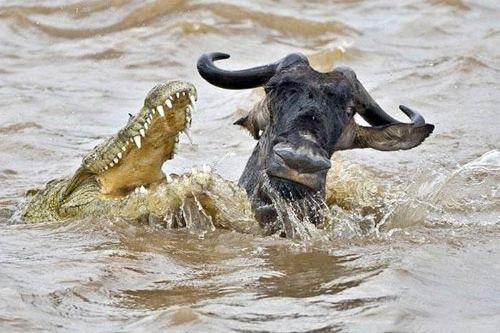 Timsah öyle bir pusu kurdu ki... - Resim: 2