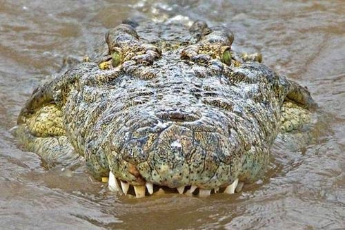 Timsah öyle bir pusu kurdu ki... - Resim: 3