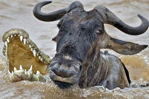 Timsah öyle bir pusu kurdu ki... - Resim: 4