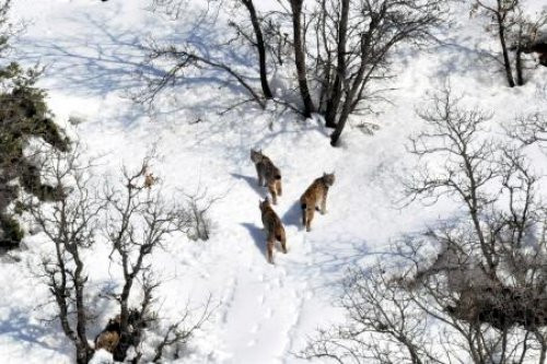 İlk defa bu kadar yakına indiler - Resim: 3