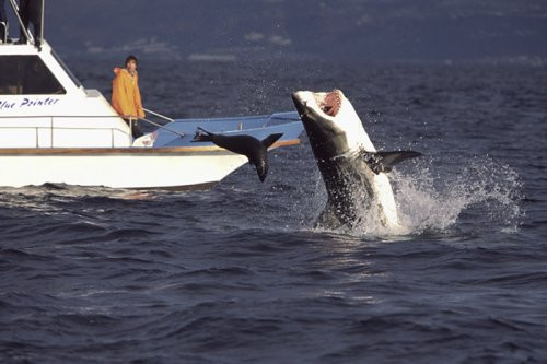 Denizde dehşet veren görüntüler - Resim: 4