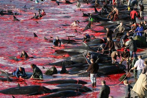 Bu katliama festival diyorlar - Resim: 3