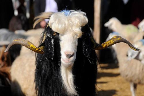 Kurban manzaraları - Resim: 1