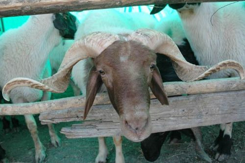 Kurban manzaraları - Resim: 3