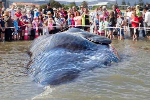 45 tonluk dev balina kıyıya vurdu! - Resim: 4