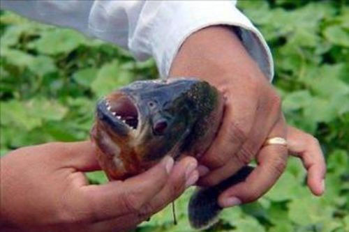 İşte dünya'nın ''en''leri - Resim: 4