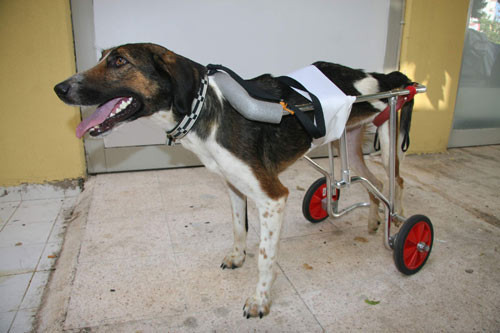 Bu köpeğe hayat verdi! - Resim: 2