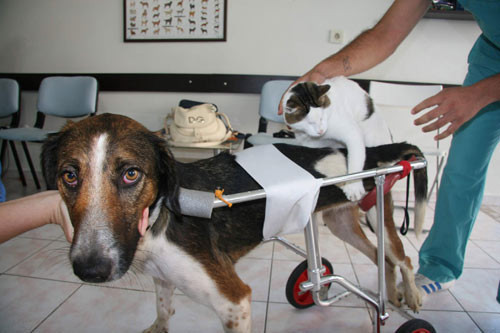 Bu köpeğe hayat verdi! - Resim: 3