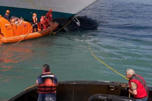 Dev Balina Gemiye Takıldı - Resim: 1