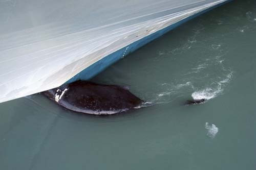 Dev Balina Gemiye Takıldı - Resim: 2