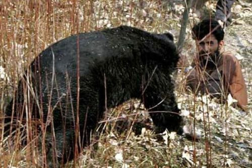 Ayının intikamı - Resim: 1