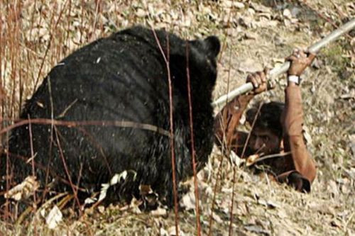 Ayının intikamı - Resim: 2