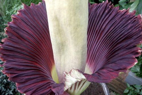 Dünyanın en büyük çiçeği - Resim: 4