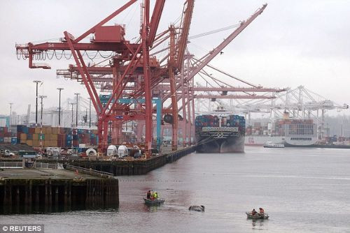 Dev balina kıyıya vurdu - Resim: 2