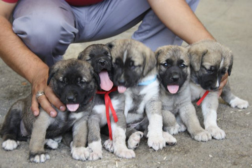 Şereflikoçhisar'da Tuz Festivali yapıldı - Resim: 2