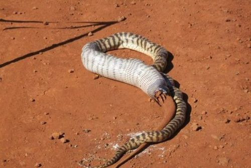 Avlanma anı adım adım görüntülendi - Resim: 4