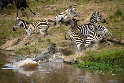 Avlanan hayvanların muhteşem görüntüleri - Resim: 1
