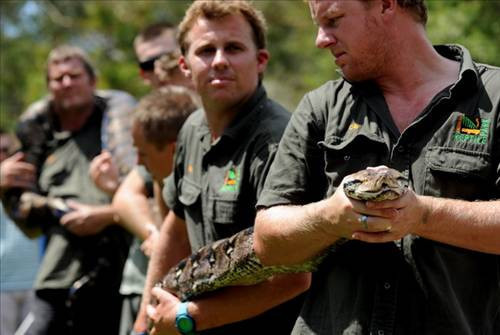 Dev piton 4 keçi yedi! - Resim: 2