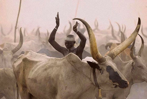 İnek idrarı ile her gün duş alıyorlar! Geleneğe bakın - Resim: 4
