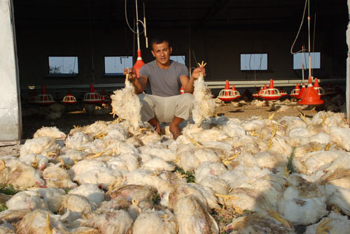 Sıcaklar üç bin pilici telef etti - Resim: 1