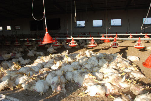 Sıcaklar üç bin pilici telef etti - Resim: 2