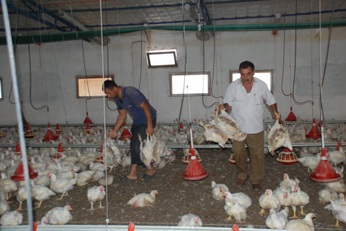 Sıcaklar üç bin pilici telef etti - Resim: 3