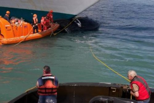  Dev balina gemiye takıldı  - Resim: 4