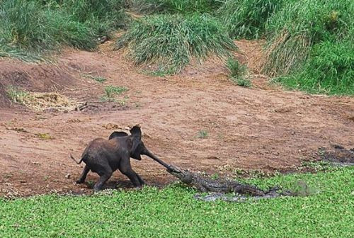  Annesini böyle kurtardı  - Resim: 1