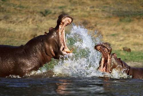 İşte doğanın vahşilerinin ölümcül dansı - Resim: 4