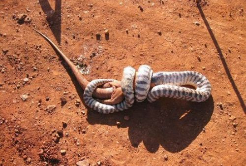 Avlanma anı adım adım görüntülendi - Resim: 1