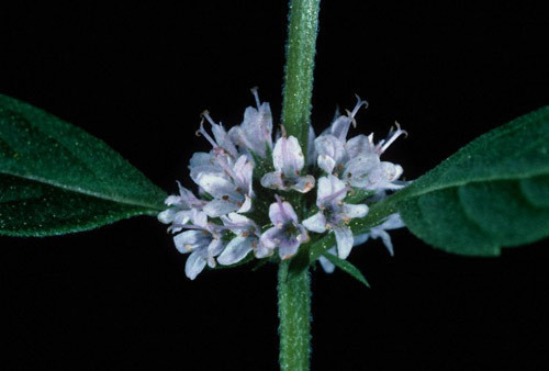 Nanenin faydaları - Resim: 2