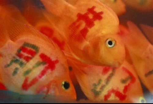 Balıklara dövme yaptılar - Resim: 3