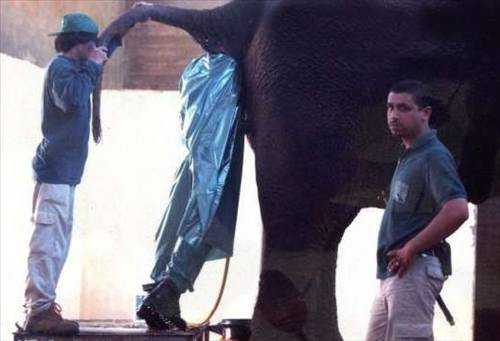 Dünyanın en pis meslekleri! - Resim: 4