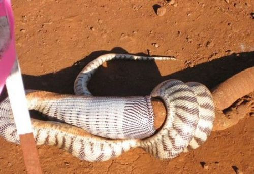 Avlanma anı adım adım görüntülendi - Resim: 3