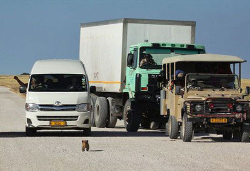 Safari araçlarının arasına dalan aslan - Resim: 4