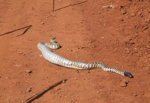 Yılan'ın ziyafet anı - Resim: 1