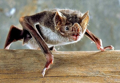 Görenleri hayrete düşürüyor sakallı yarasa bulundu! - Resim: 4