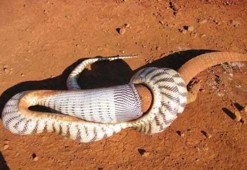 Yılan'ın ziyafet anı - Resim: 4