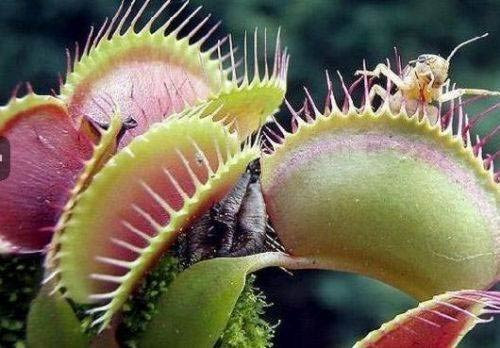 Bitki canlı canlı fare yedi! - Resim: 4