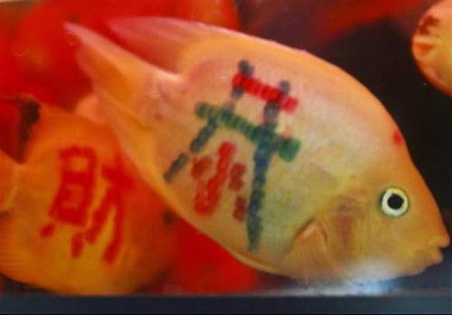 Balıklara dövme yaptılar - Resim: 1