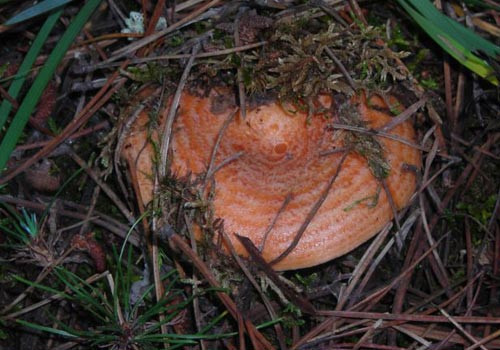 Mantar zehirlenmelerine dikkat! - Resim: 1