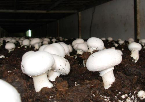 Mantar zehirlenmelerine dikkat! - Resim: 2