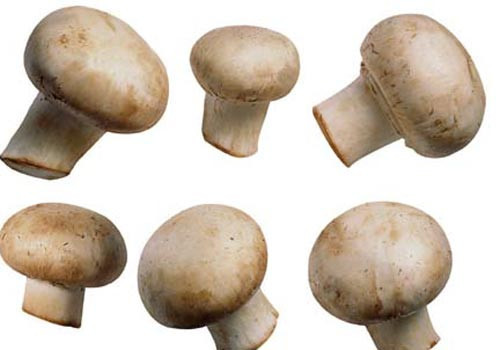 Mantar zehirlenmelerine dikkat! - Resim: 4