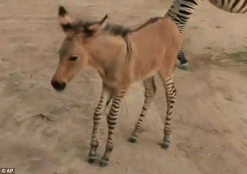 Üstü eşek, altı zebra! Bir kromozom mucizesi - Resim: 3