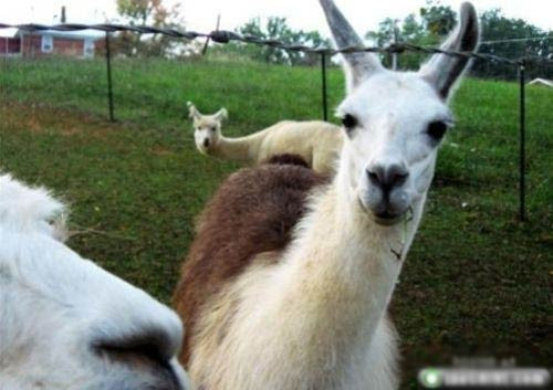 En çok tıklanan fotoğraf kazaları! - Resim: 4