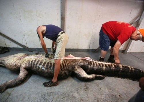 Timsahın midesinden dev geyik çıktı - Resim: 4